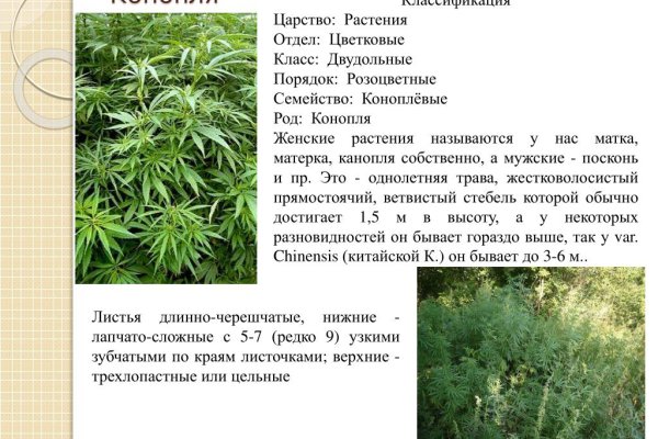 Кракен плейс