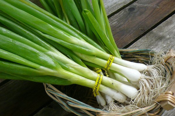 Проверенная ссылка кракен