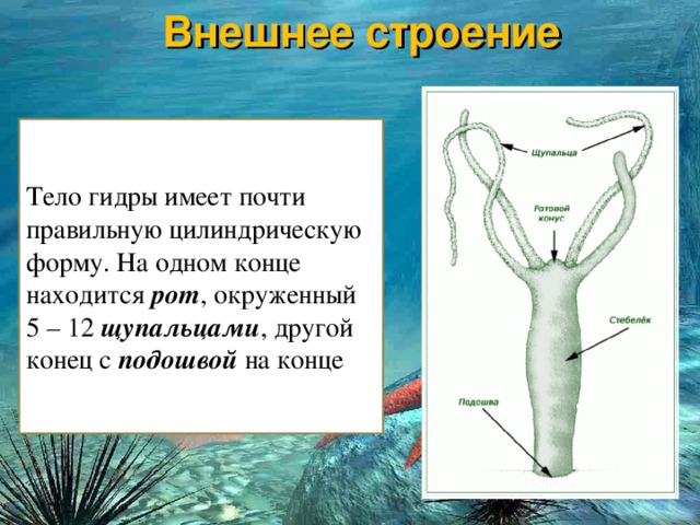 Сайт кракен онион